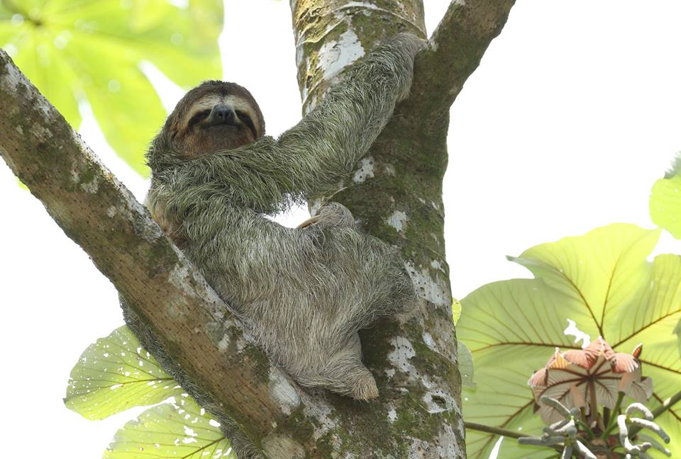 A sloth resting in Costa Rican rainforest foliage